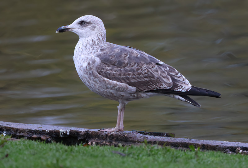 Second-winter Lesser Black-backed Gull