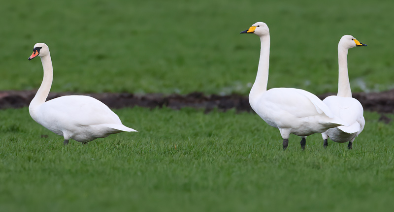 Whooper Swans and Mute Swan