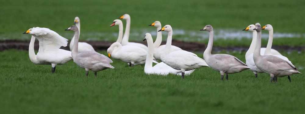 Whooper Swans and Mute Swans
