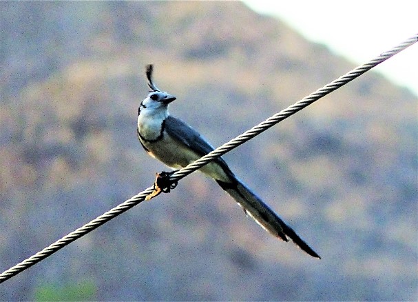 White-throated magpie Jay