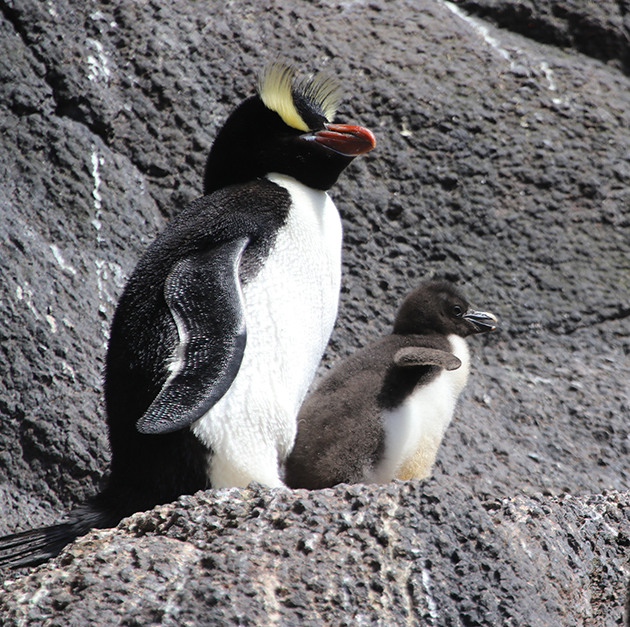 Erect-Crested Penguins