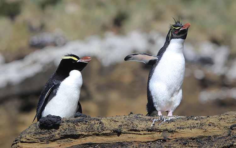 Erect-Crested Penguin & Eastern Rockhopper Penguin