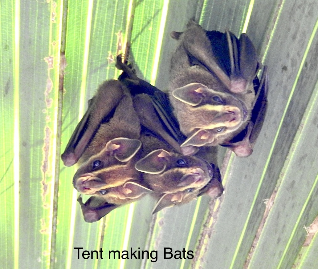 Tent making Bats