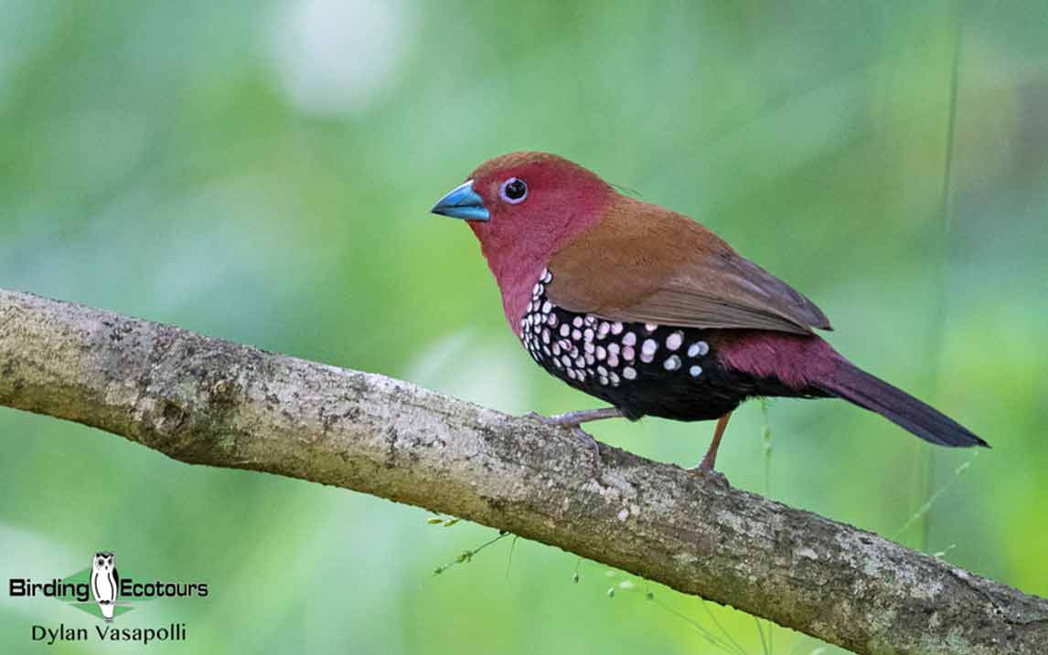 Pink-throated Twinspot 