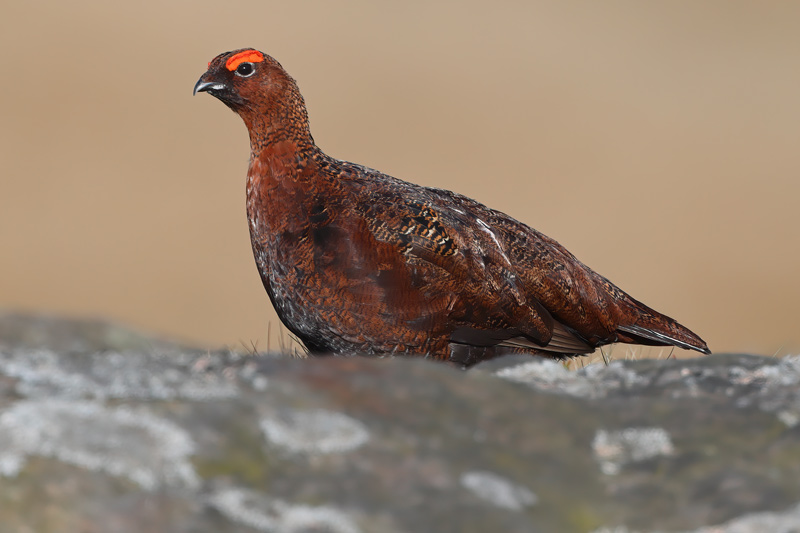 Male Red Grouse