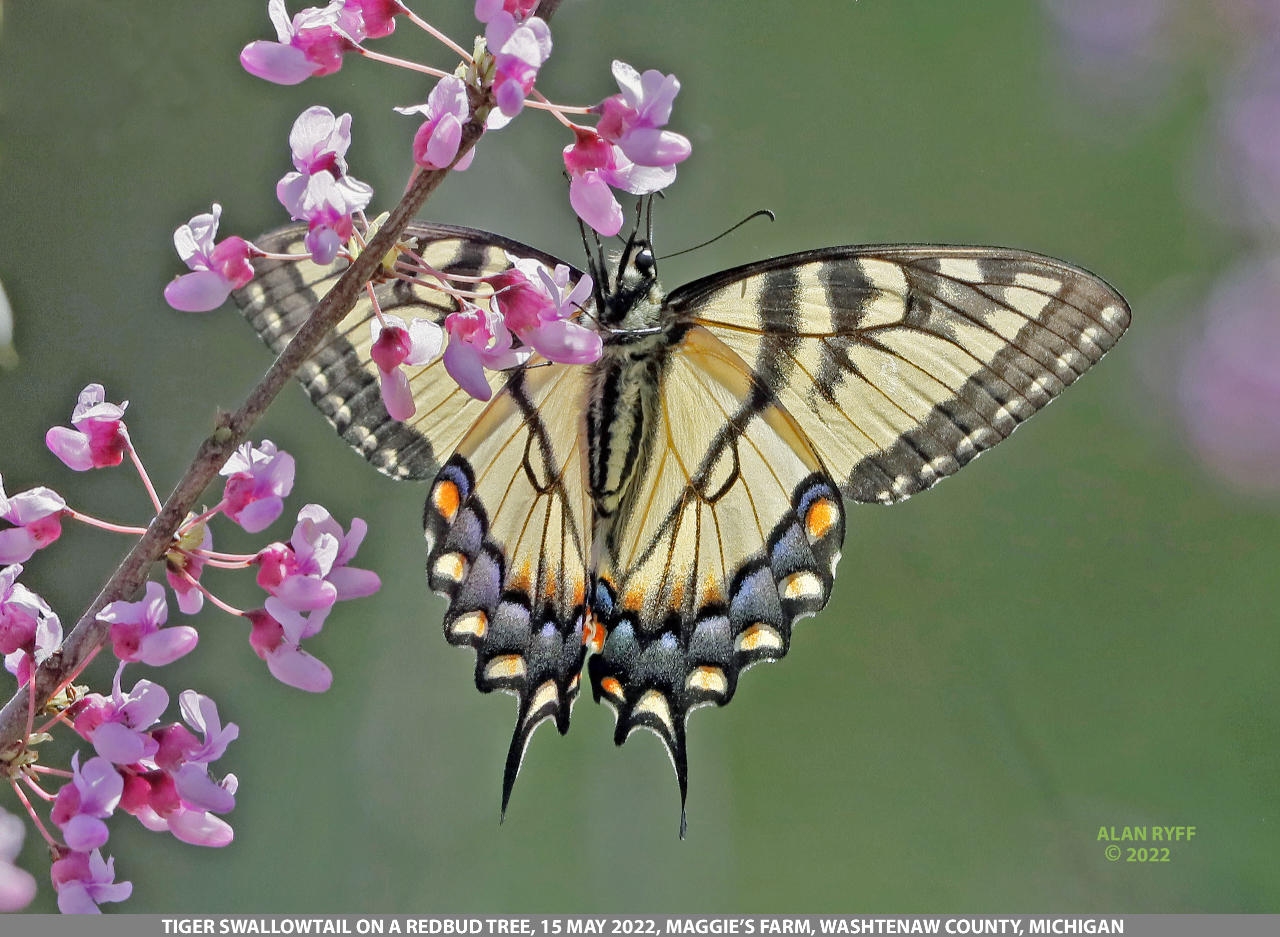 TIGER SWALLOWTAIL, Papilio glaucus