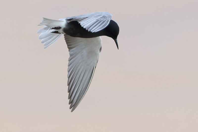 American Black Tern