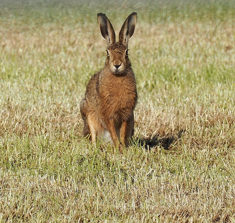 brown Hare