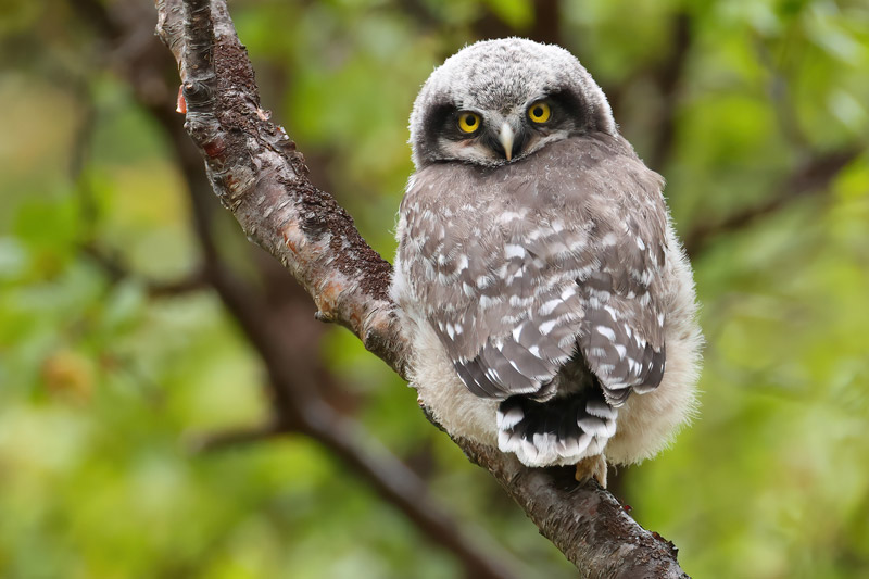 Hawk Owlet