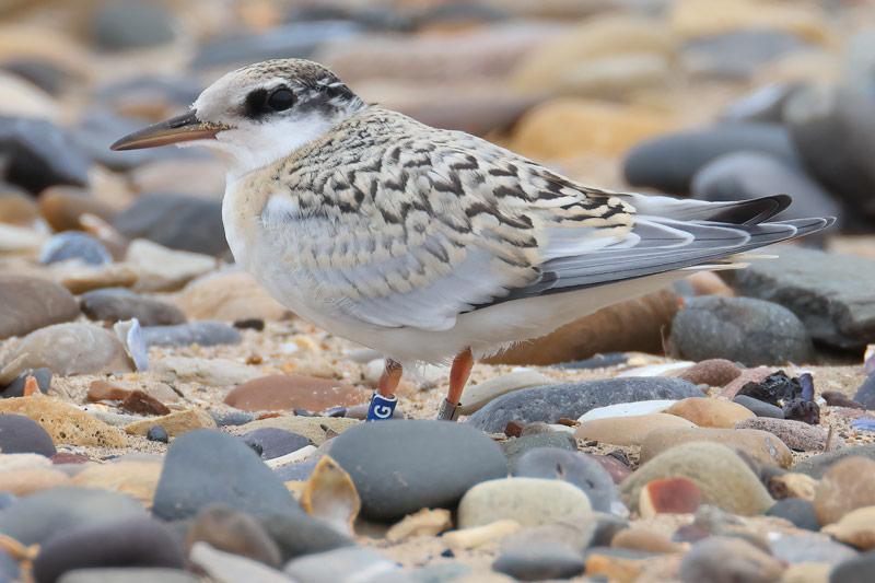 Juvenile Little Tern with bling