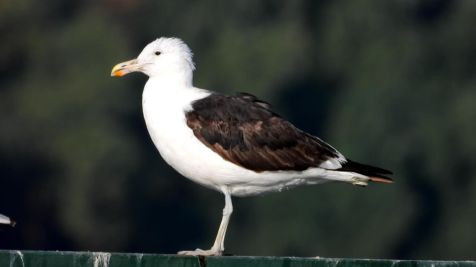 Cape Gull
