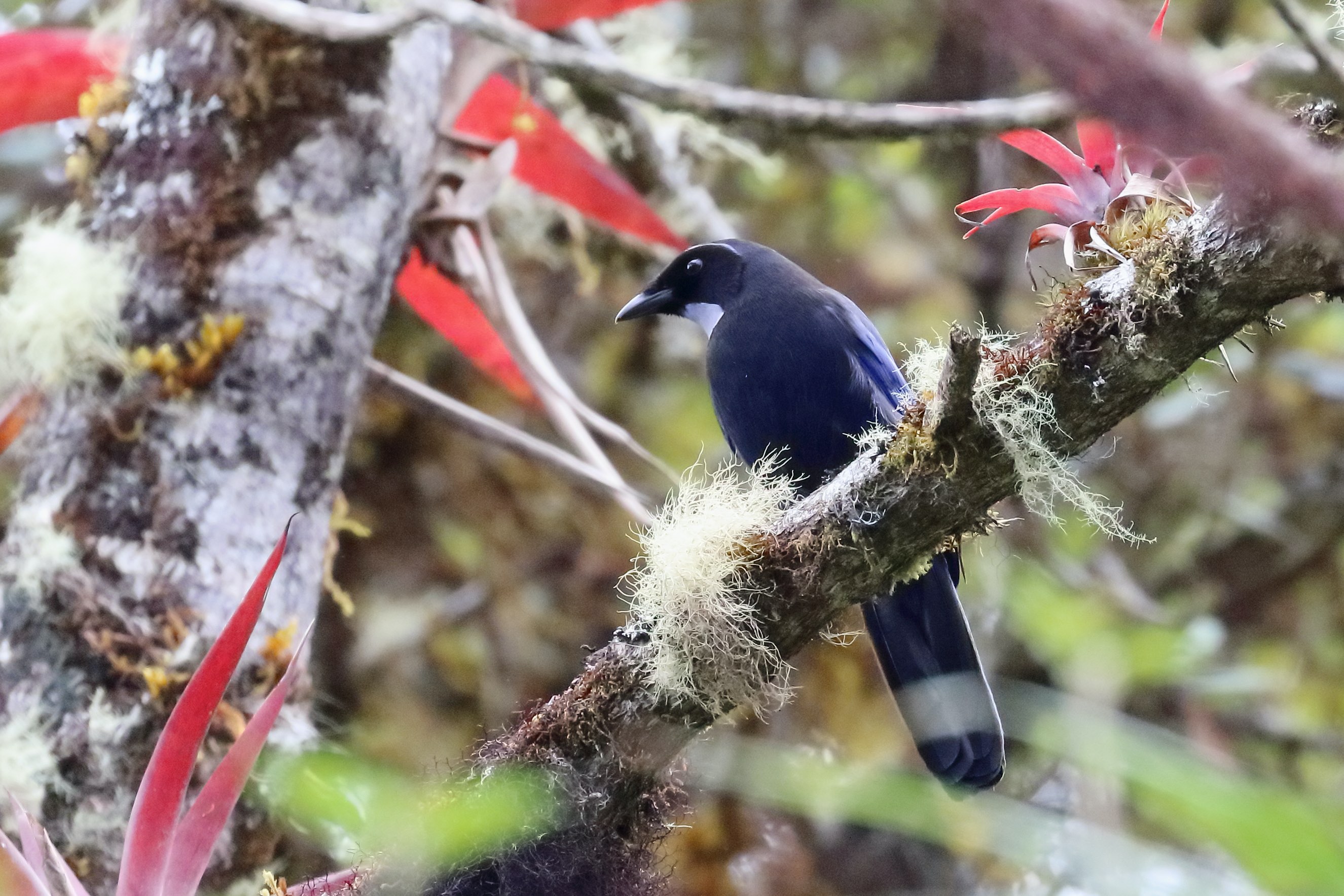 Sivery-throated Jay