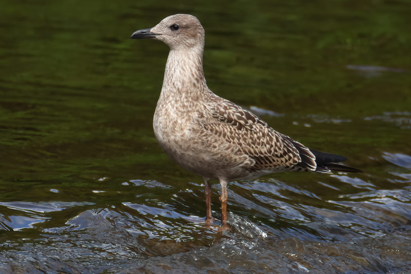 Juvenile Lesser Black-backed Gull