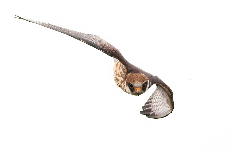 Juvenile female Red-footed Falcon