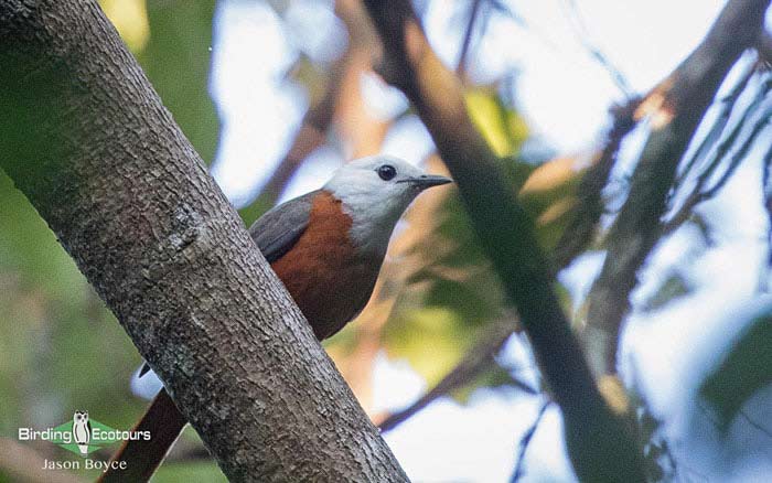 White-headed Robin-Chat.