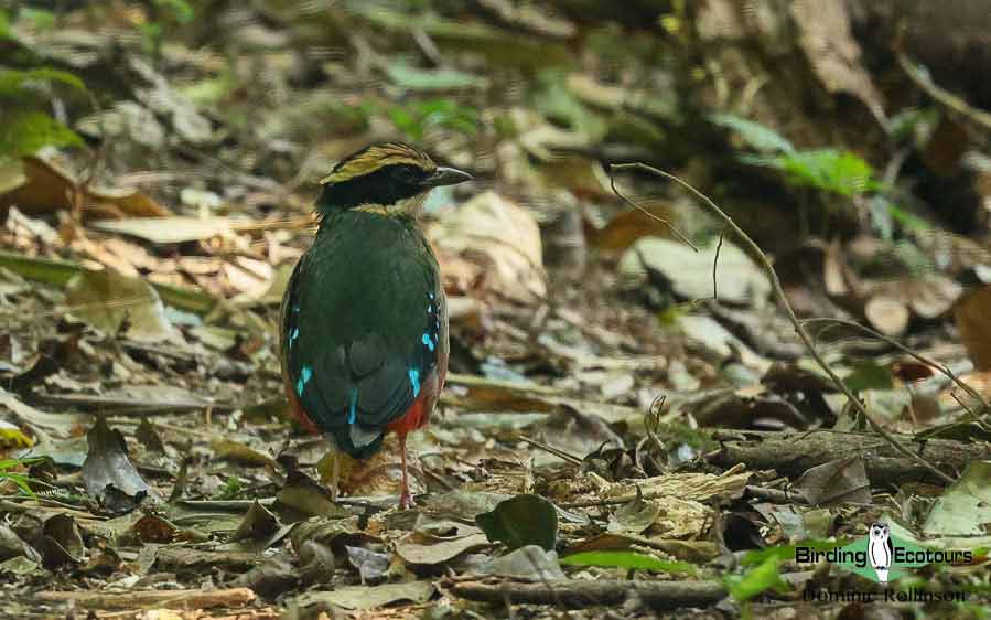 Green-breasted Pitta 