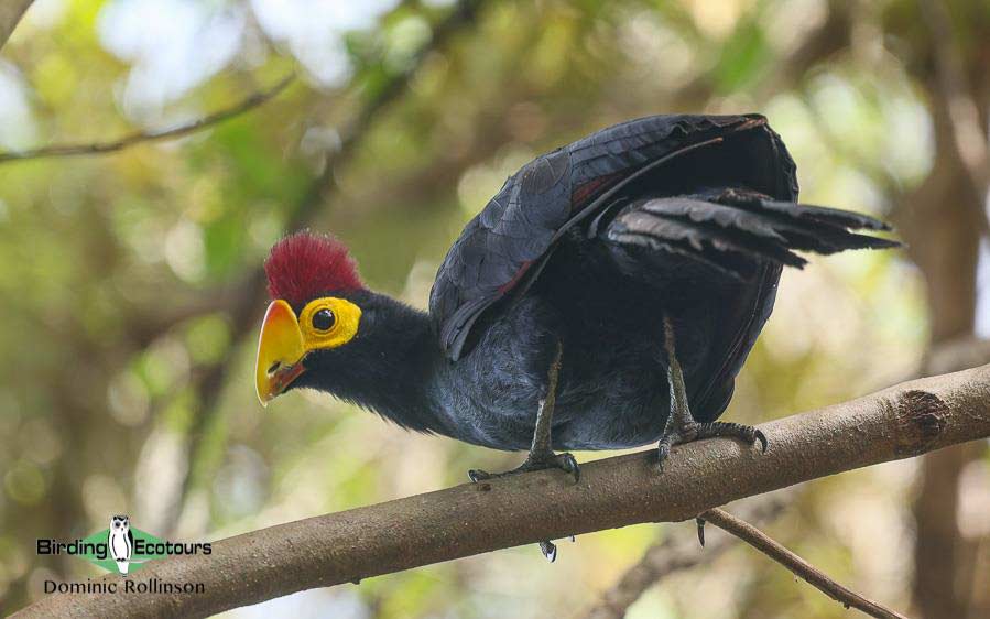 Ross’s Turaco 