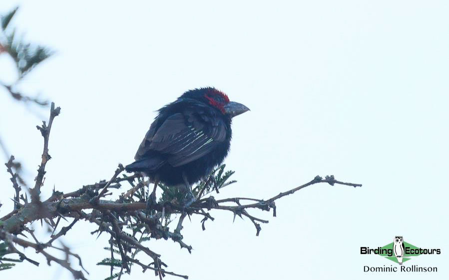 Red-faced Barbet 