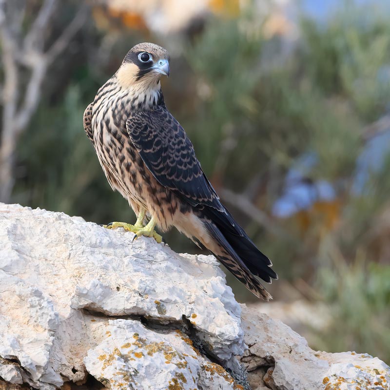 Juvenile Eleonora's Falcon