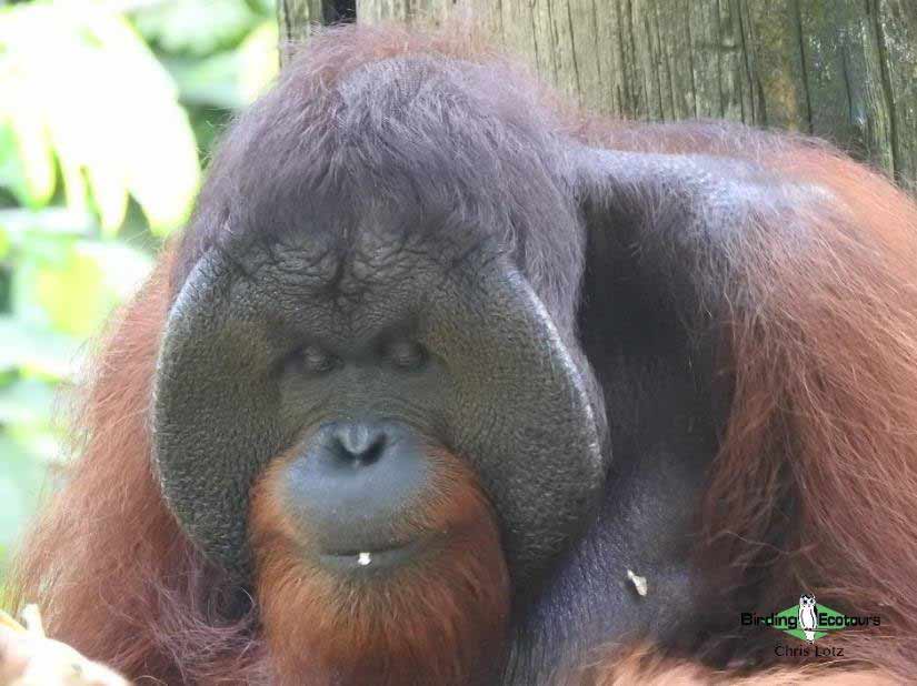 Bornean Orangutan 
