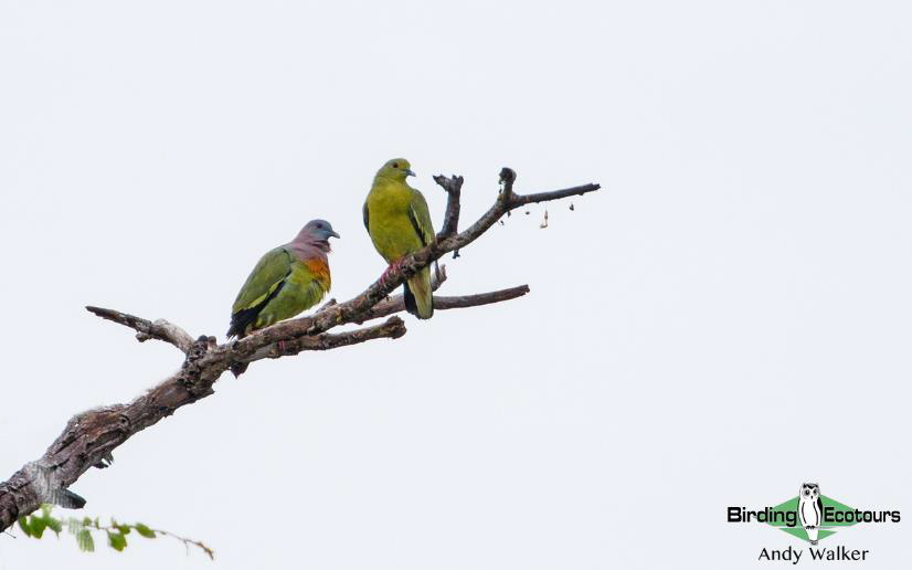Pink-necked Green Pigeon 