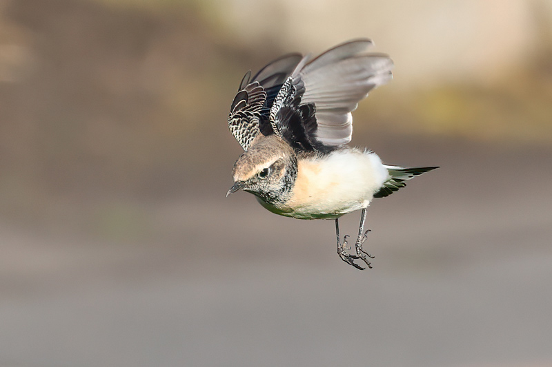 First-winter male Pied Wheatear