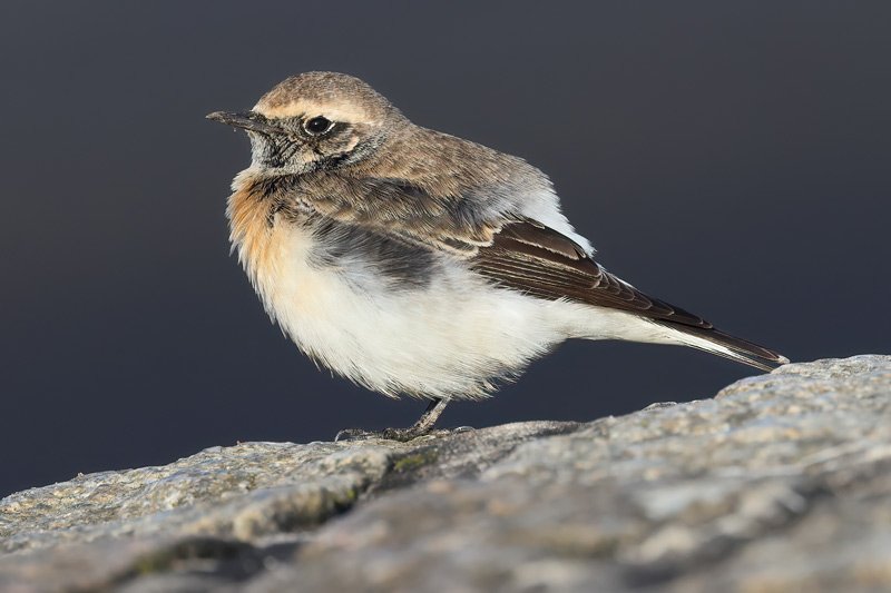 First-winter male Pied Wheatear