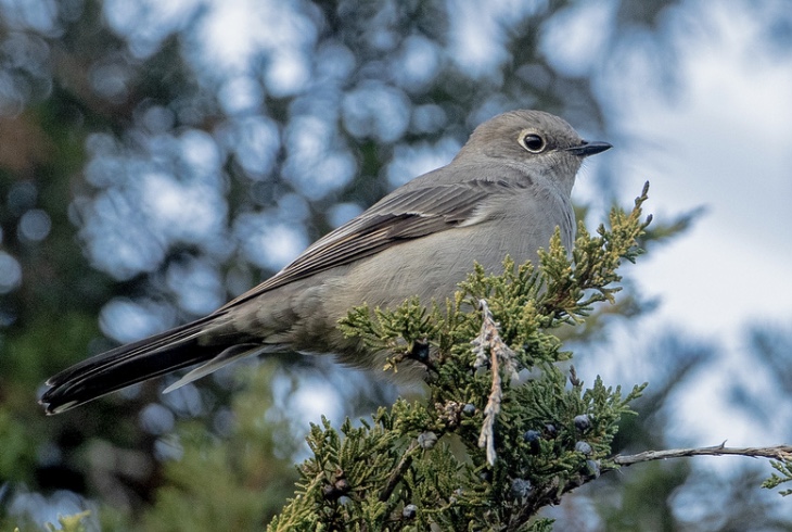 Townsend’s Solitaire