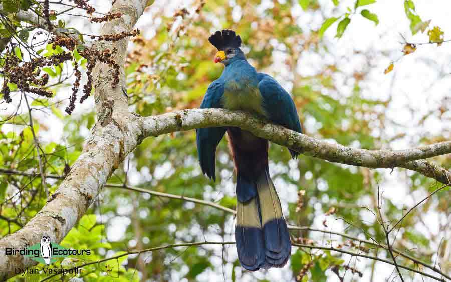 Great Blue Turaco 