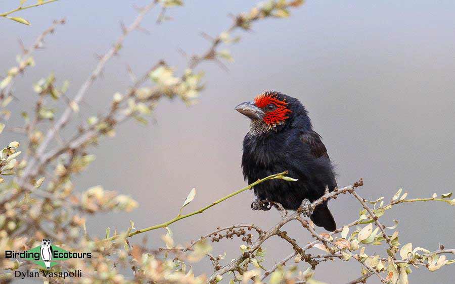 Red-faced Barbet 