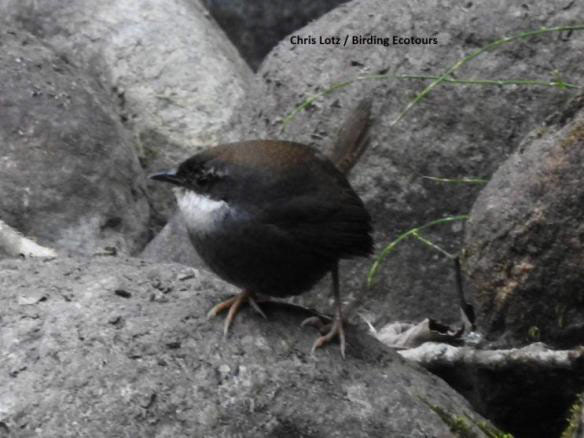 White-browed Tapaculo 
