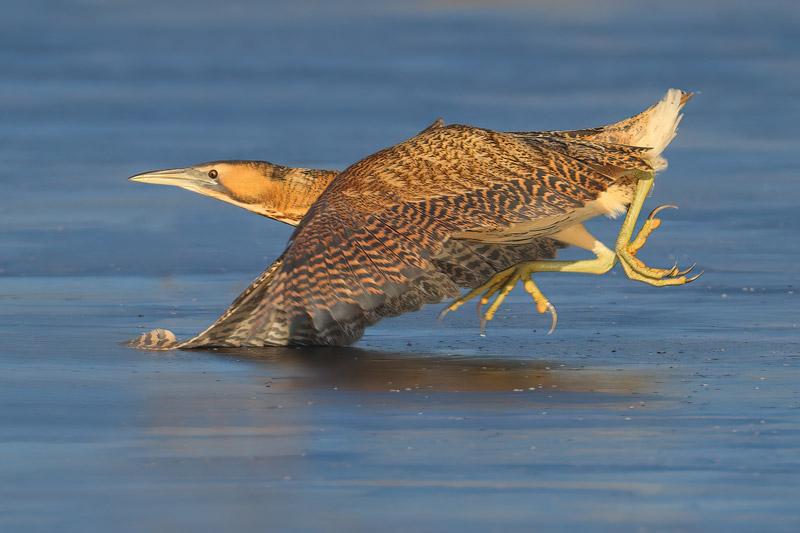 Bittern trying to take off from ice