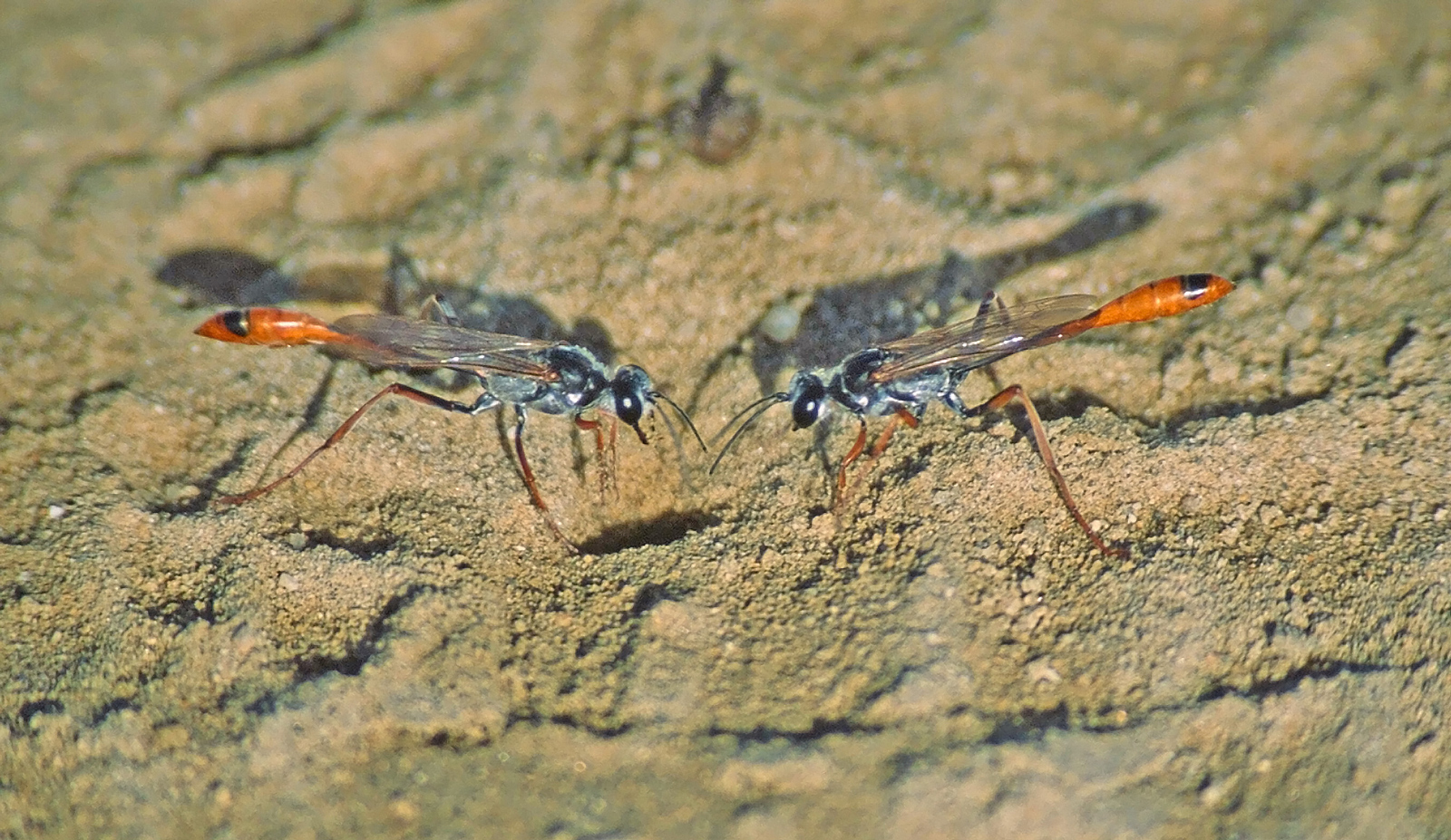 Abert's Thread-wasted Wasp (Ammophila aberti)