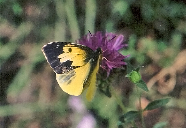 California Dogface Butterfly (Zerene eurydice)