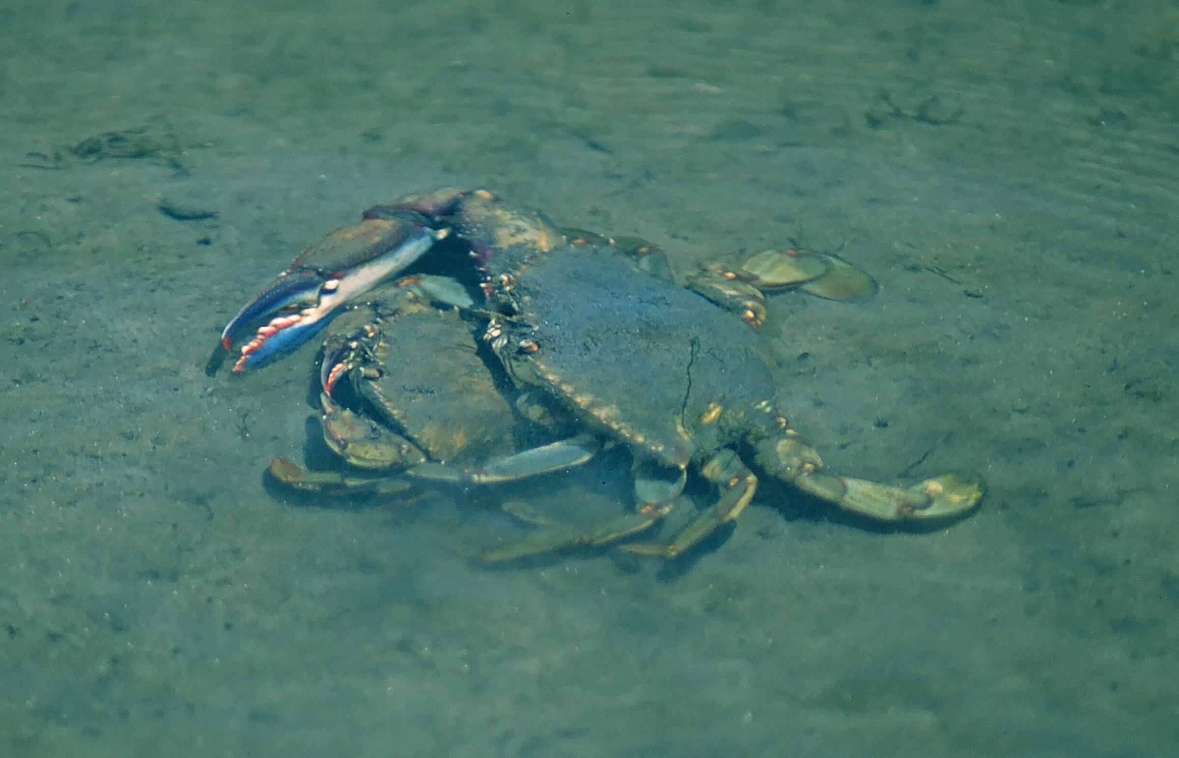 Arched Swimming Crab (Callinectes arcuatus)