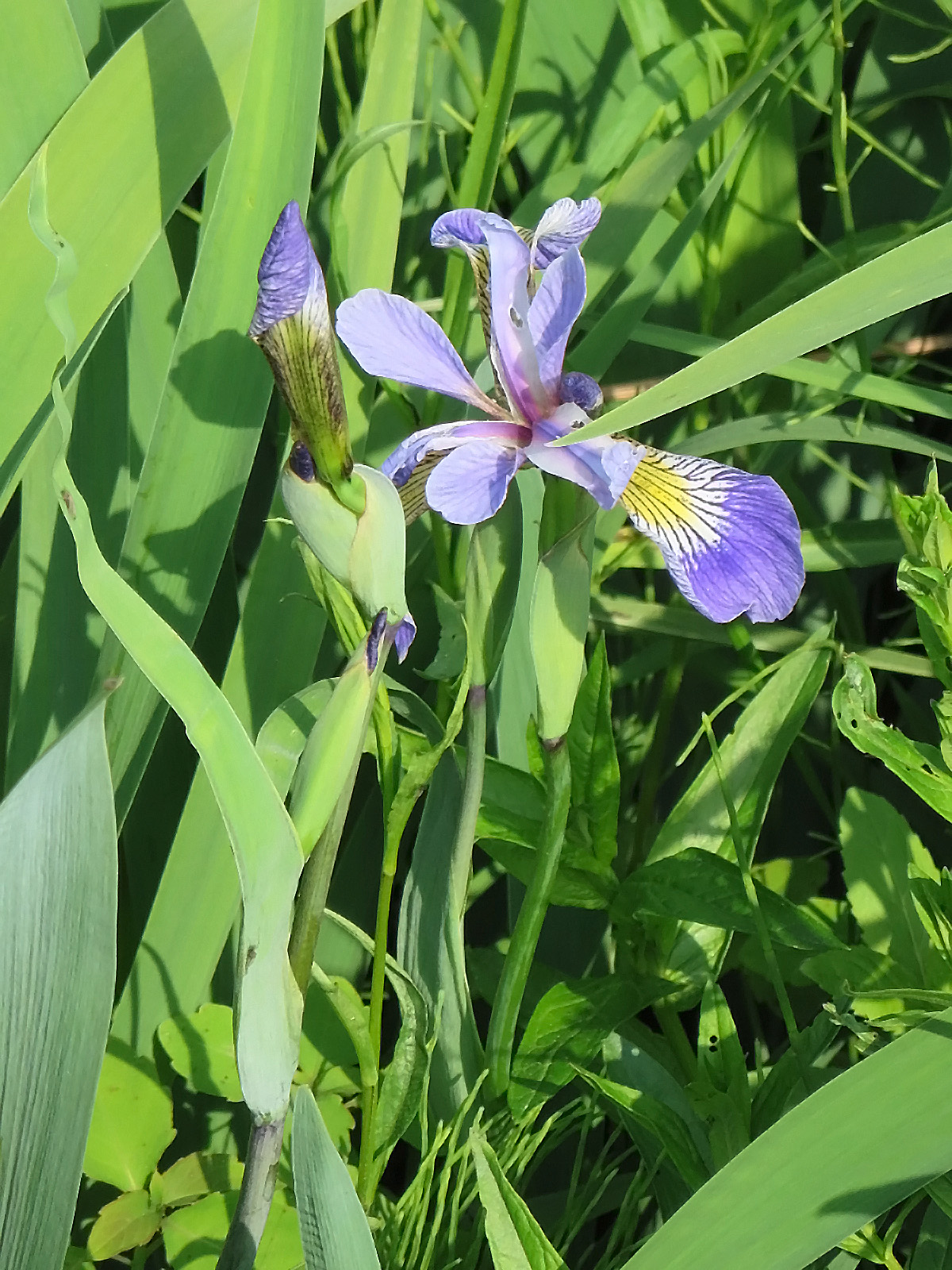 Dwarf Lake Iris
