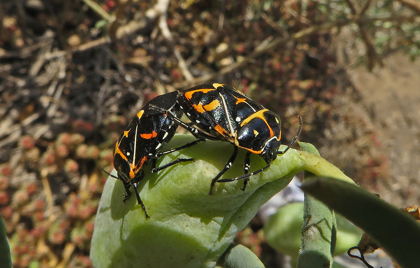 Harlequin Bug (Murgantia histrionica)