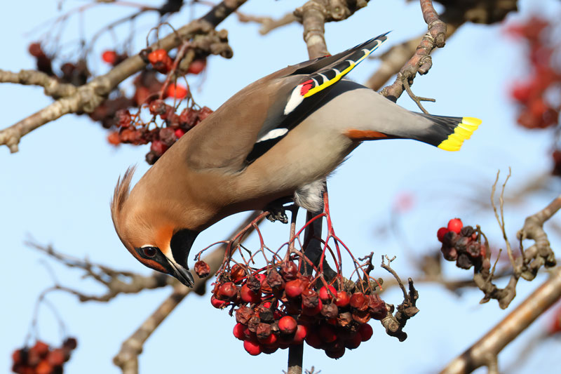 Male Waxwing