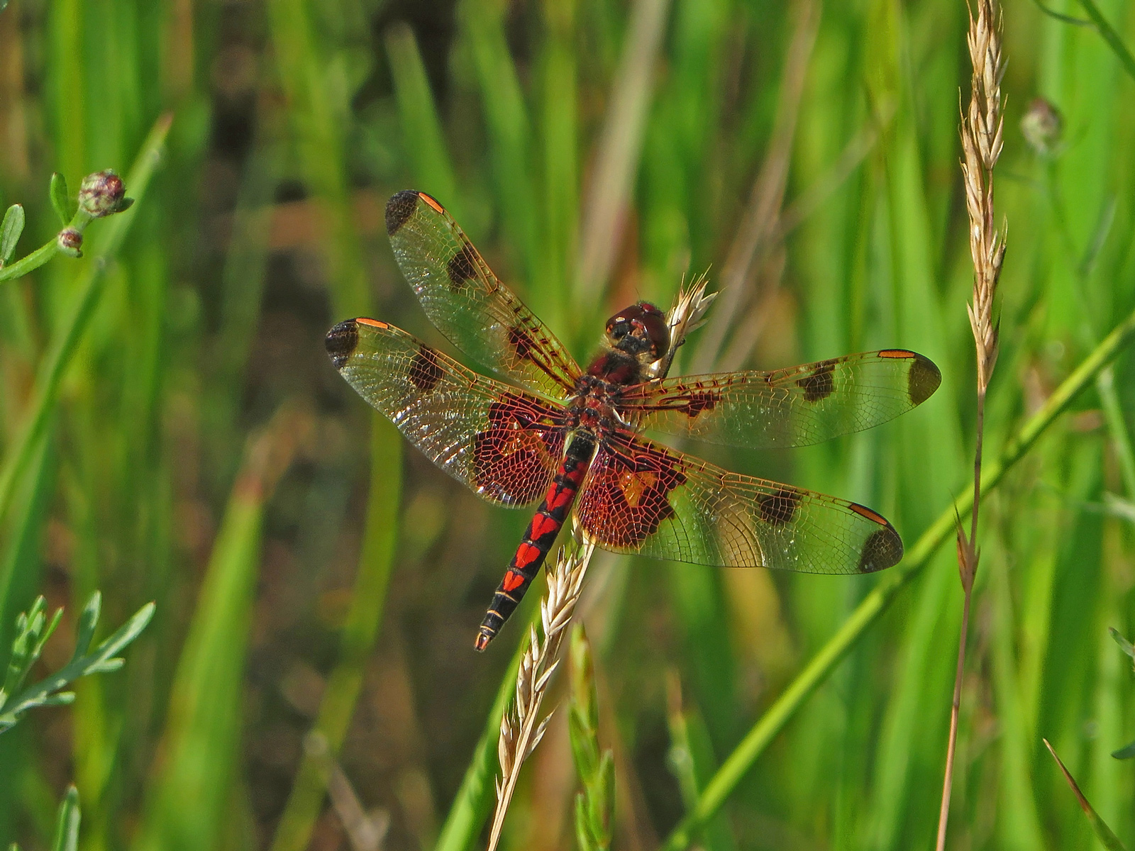 Calico Pennant Dragonfly (Celithemis elisa)