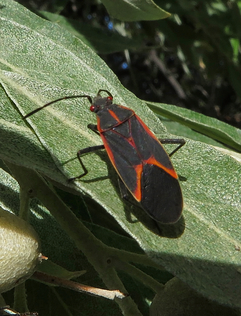 Eastern Boxerlder Bug