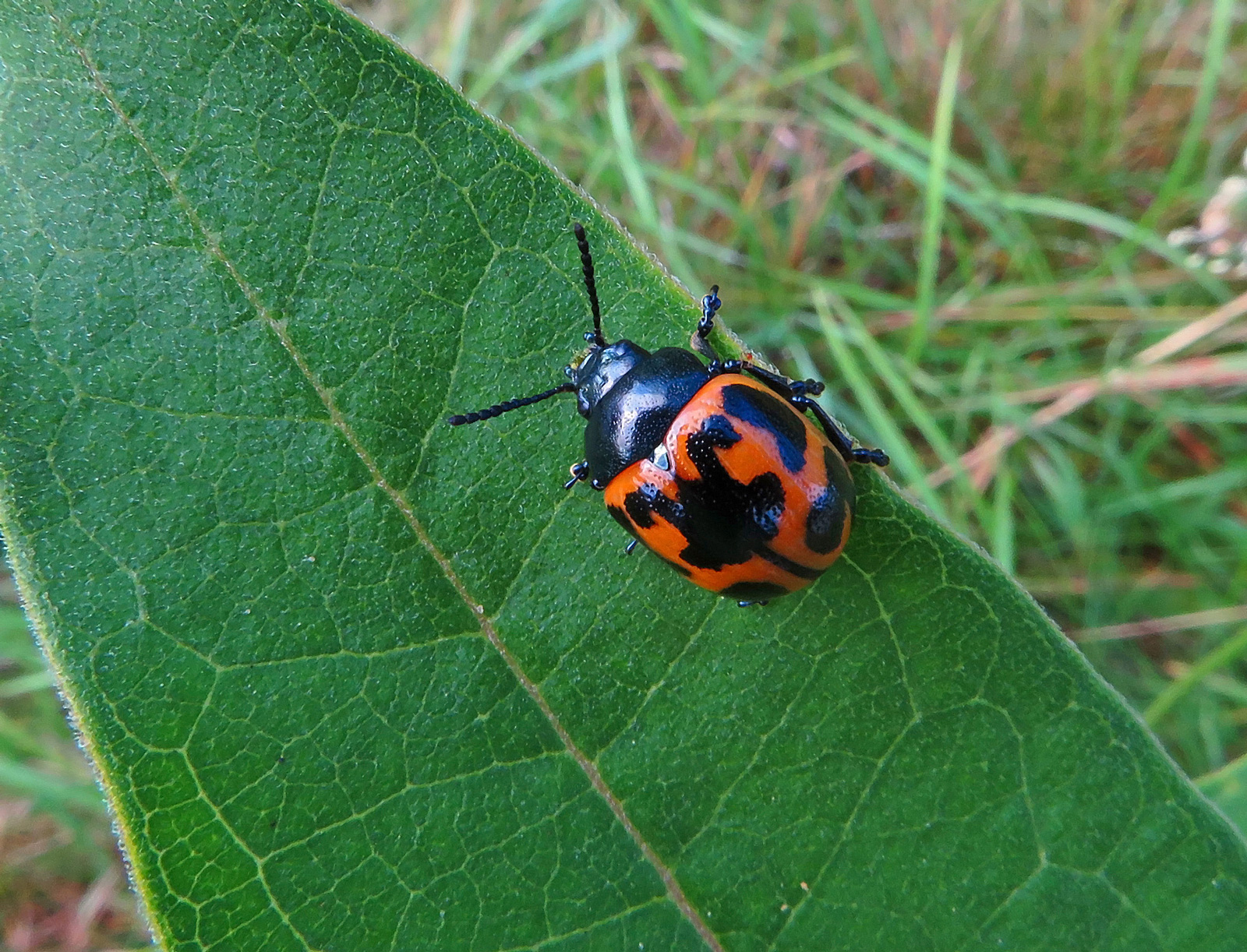 Swamp Milkweed Leaf Beetle (Labidomera clivicollis)