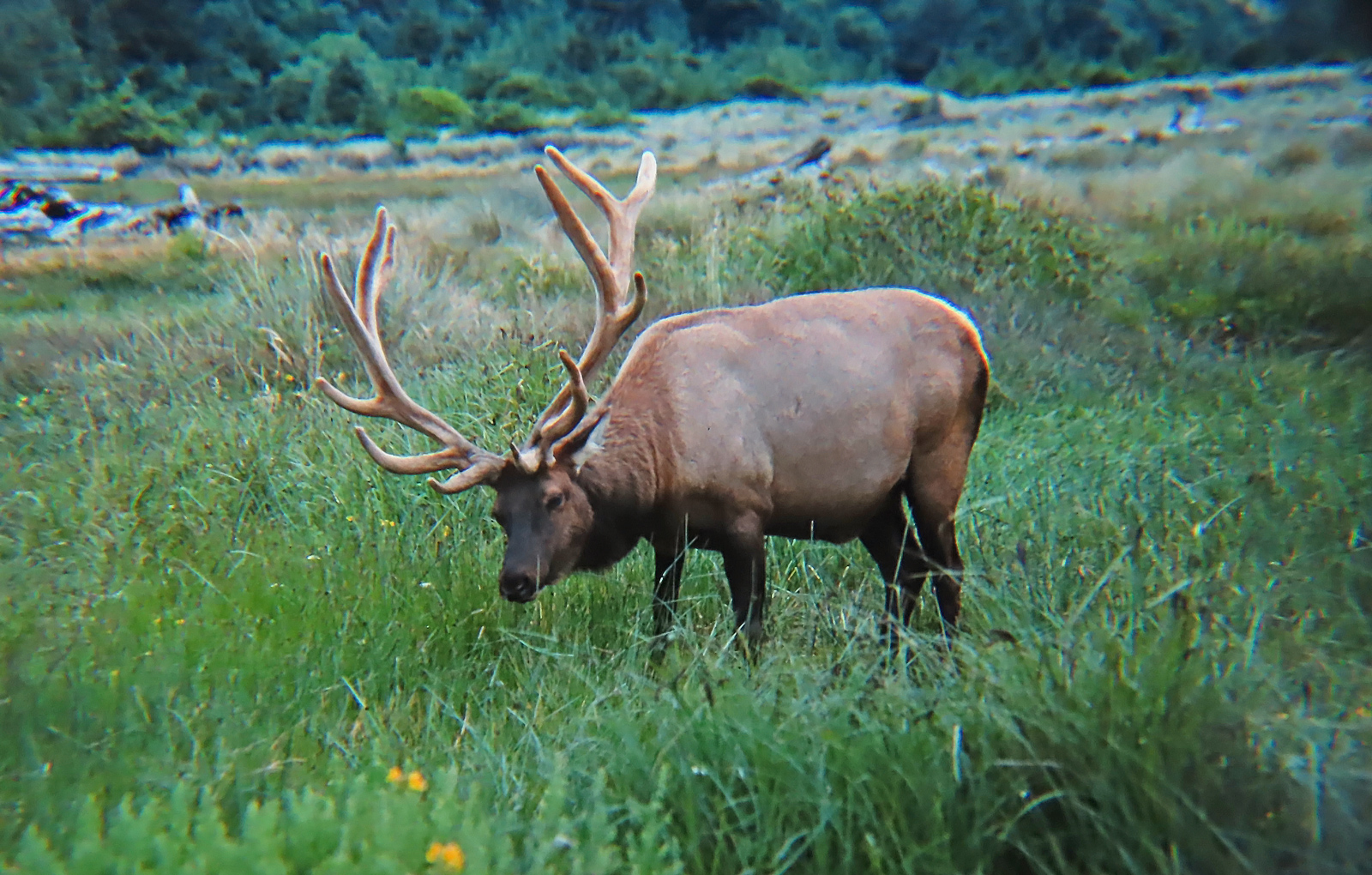 Elk (Roosevelt)