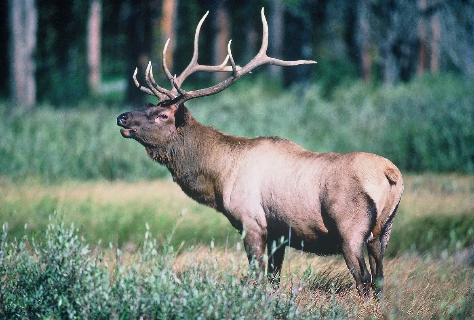 Elk (Rocky Mountain)