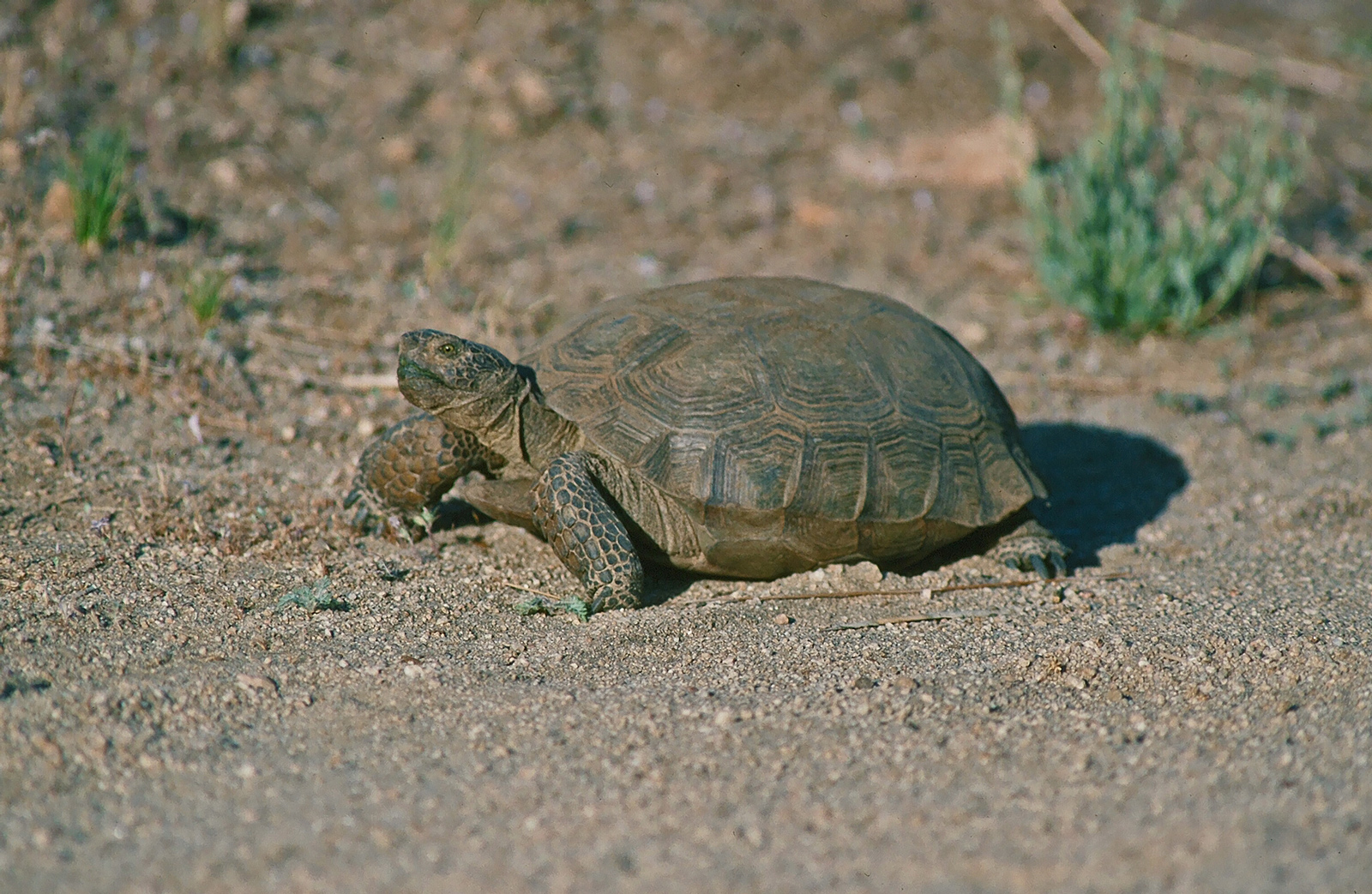 Desert Tortoise (Gopherus agassizii)_