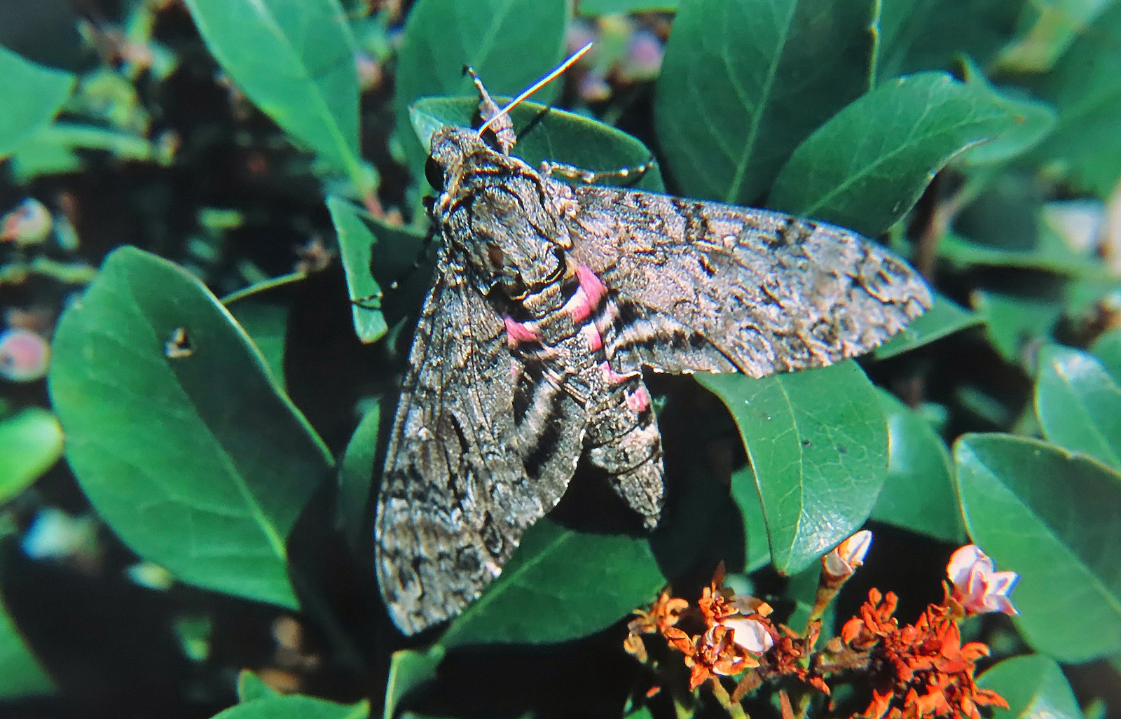 Pink-spotted Hawkmoth (Agrius cingulata)