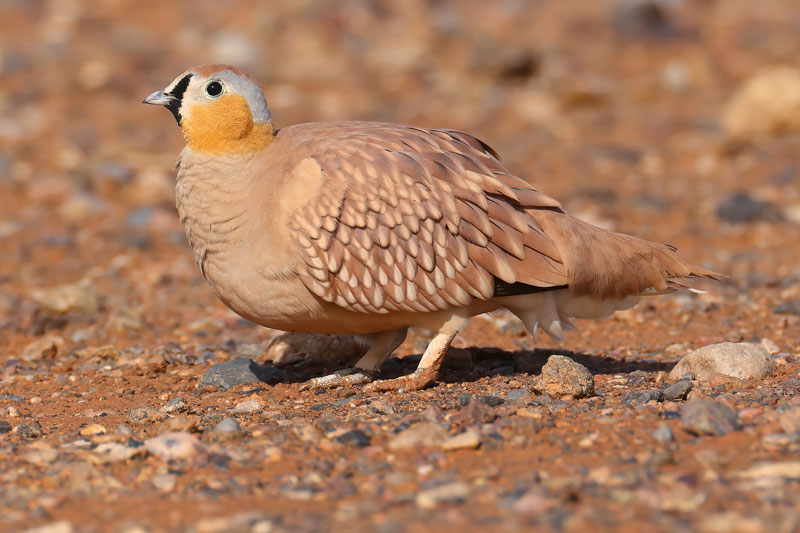 Male Crowned Sandgrouse