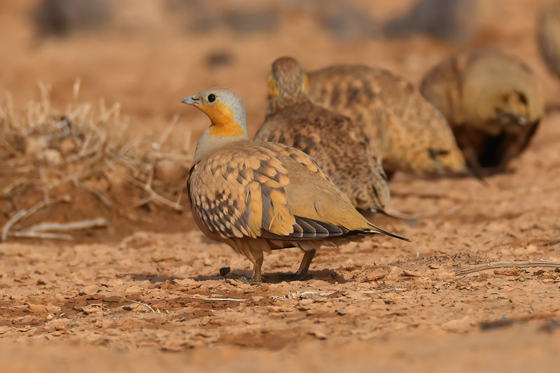 Male Spotted Sandgrouse