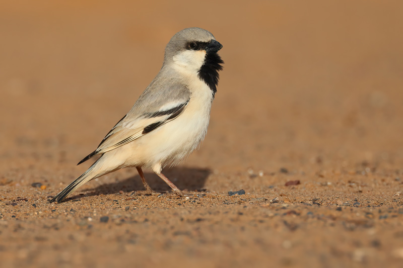 Male Desert Sparrow