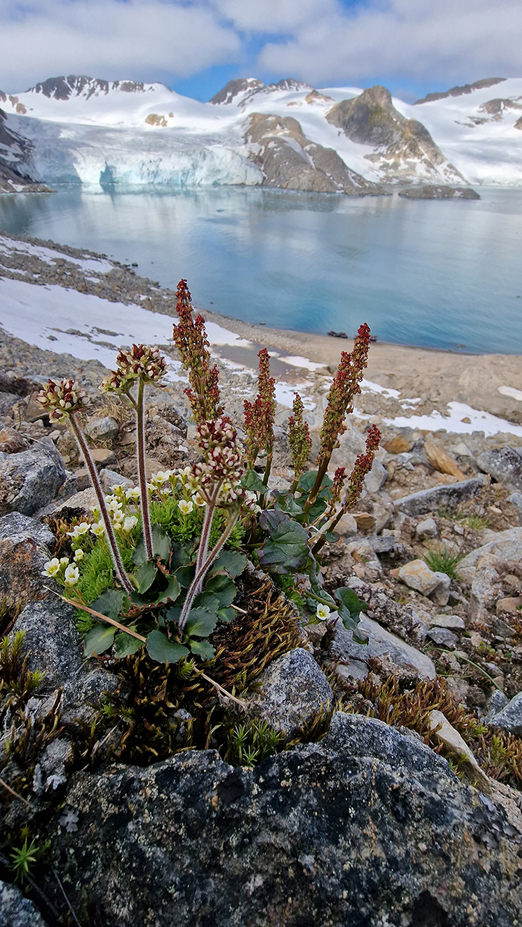 Alpine Saxifrage and Mountain Sorrel