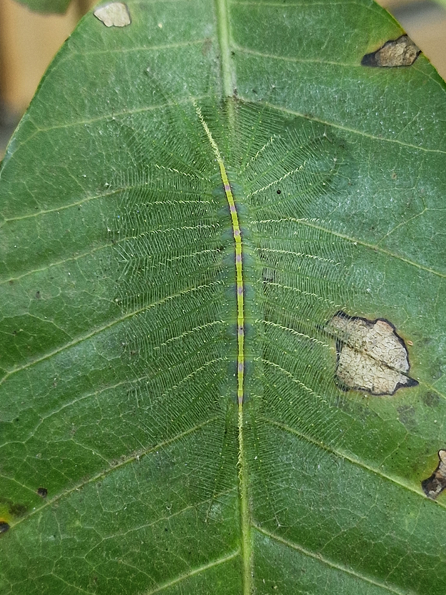 Baronet caterpillar